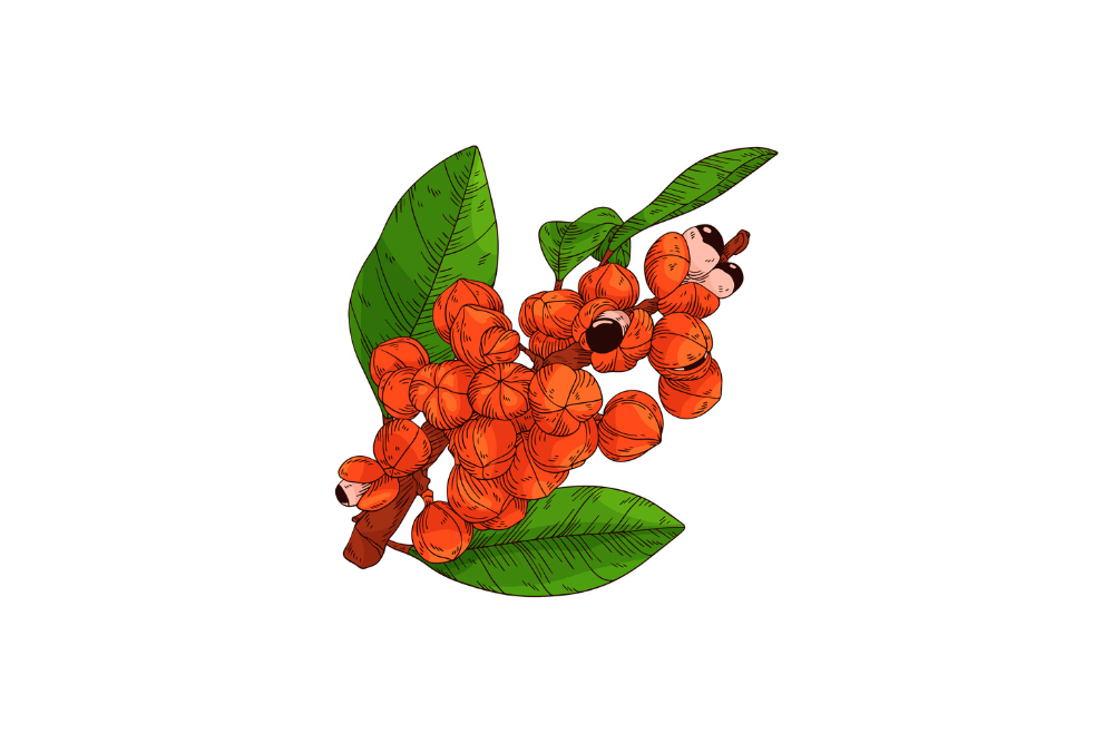 guarana